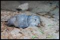 CRW_8273 Javelina